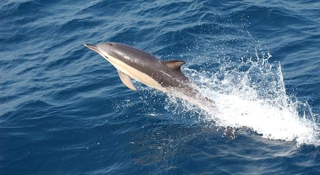 Observer les dauphins à Mandelieu-la-Napoule : une sortie en mer inoubliable