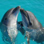 Observer les dauphins à Mandelieu-la-Napoule : une sortie en mer inoubliable