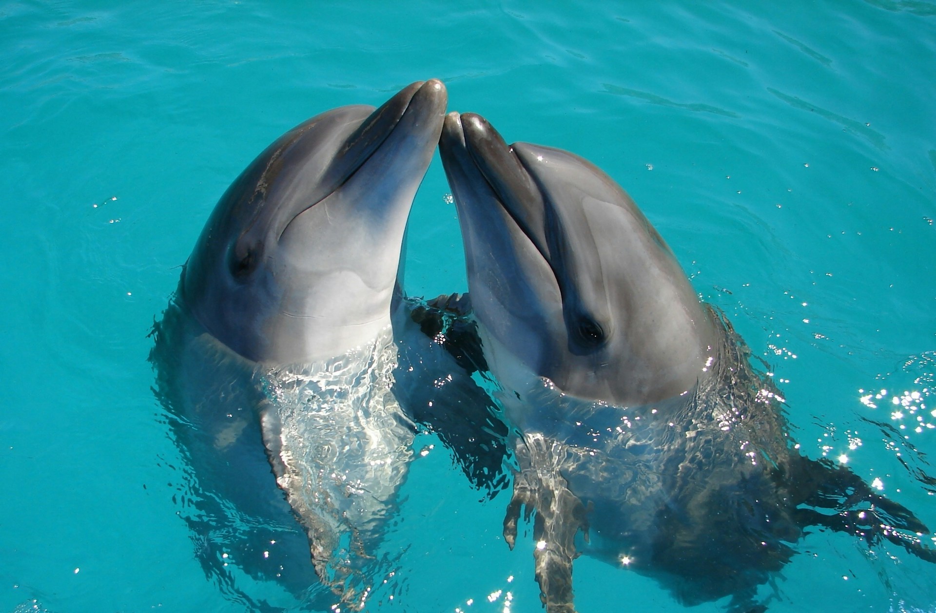 Observer les dauphins à Mandelieu-la-Napoule : une sortie en mer inoubliable